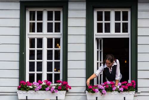 Windows Window Flowers Watering Grow Take Care