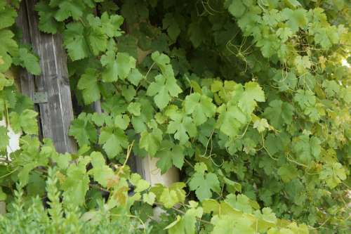 Wine Entwine Grapevines Summer Green Window