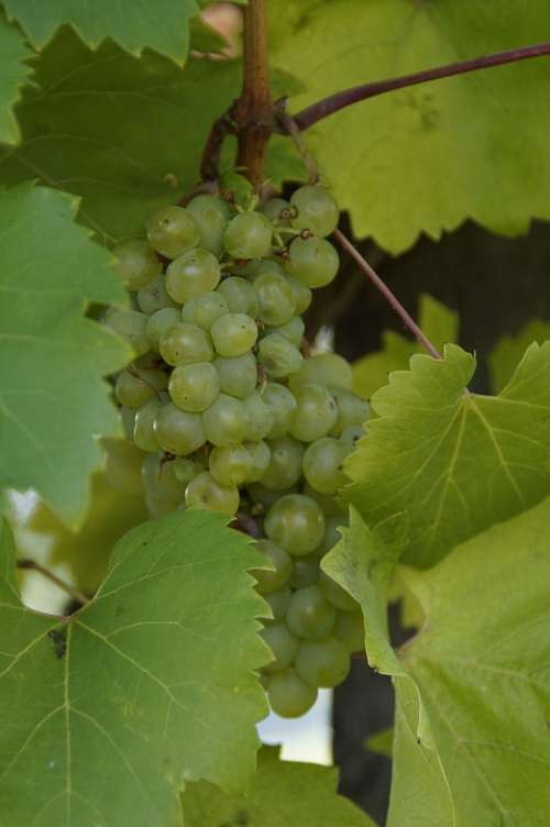 Wine Grapes Plant Fruit Green Winegrowing Food