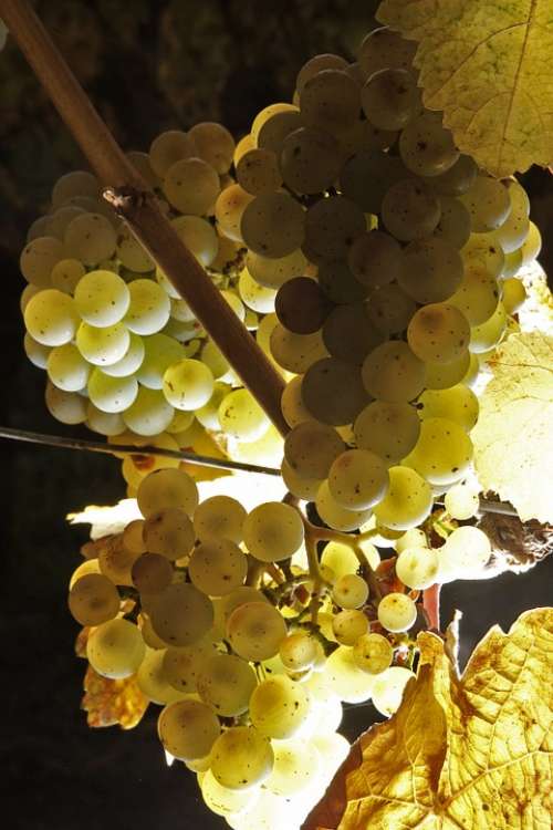 Wine Grapes Fruit Vineyard Winegrowing