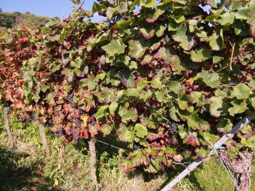 Wine Wine Harvest New Wine Vintage Grapes