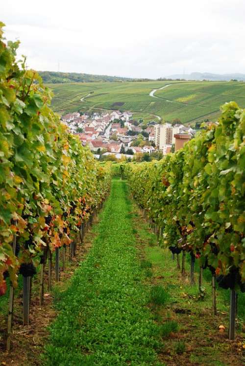 Wine Vineyard Grapes Germany Grape Vine Harvest
