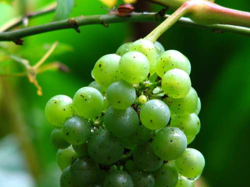 Wine Grape Vine Grapes Winegrowing Green