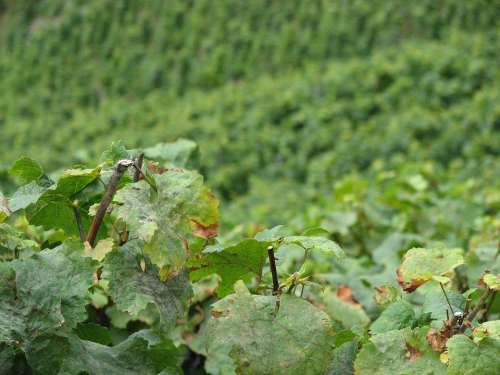 Wine Vine Leaves Winegrowing Vine Green