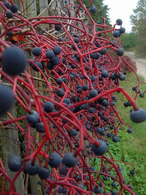 Wine Fence Blue Red Balls Autumn