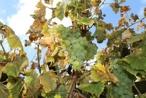 Wine Grapes Autumn Harvest Sunlight