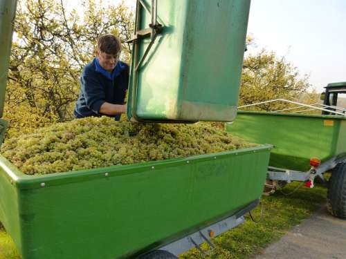 Wine Vintage Wine Growers Winemaker Harvest Grapes