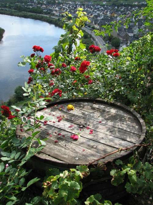 Wine Barrel Roses Mosel Romance Barrel Bremm