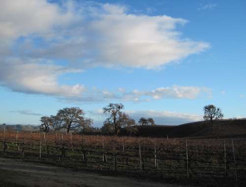 Wine Country Vineyard Oak Trees Tree Deciduous Tree