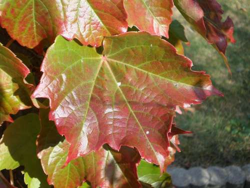 Wine Leaf Autumn Color Leaf Autumn Light