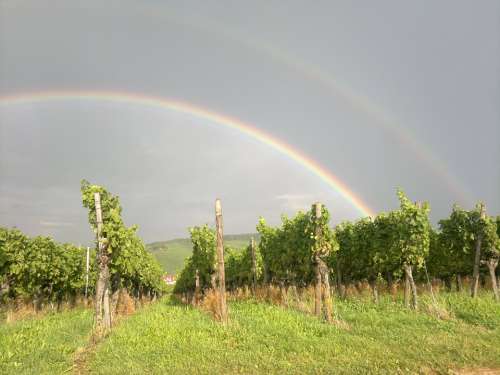 Winegrowing Vineyard Vines Rainbow Wine Bright