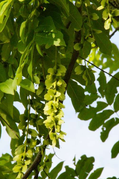 Wing Nut Pods Fluegelfruechte Walnut Crop Tree