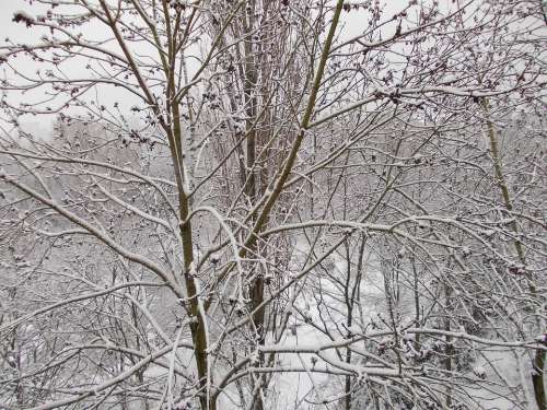 Winter Snow White Trees Branches