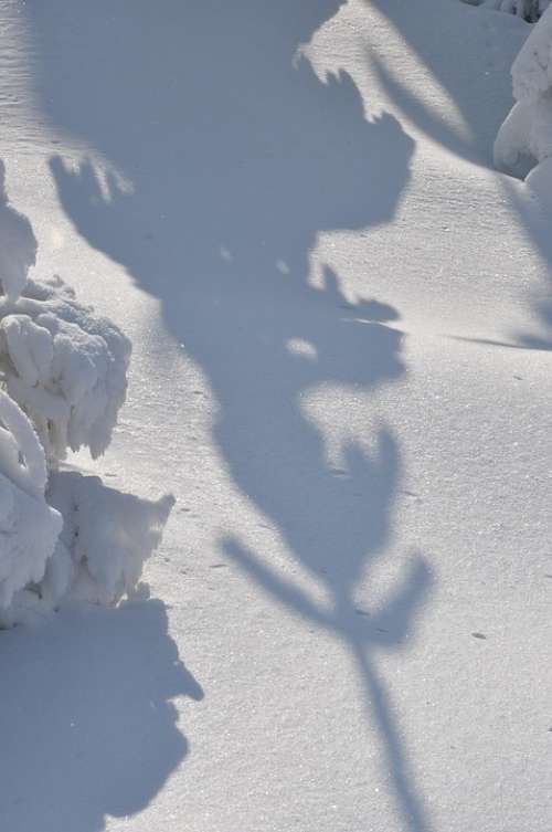 Winter Snow Mountains White Shadow Spruce Tree