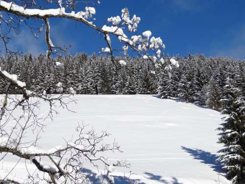 Winter Snow Nature Trees