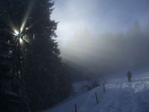 Winter Fog Firs Sunbeam Light Snow Wanderer