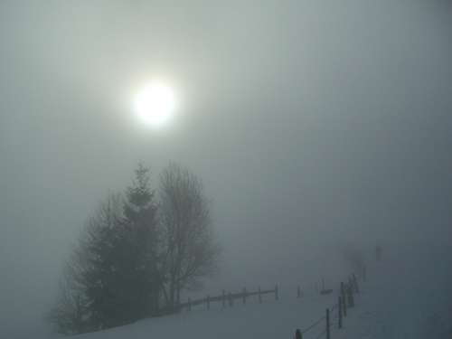 Winter Fog Grove Of Trees Snow Fence Sun