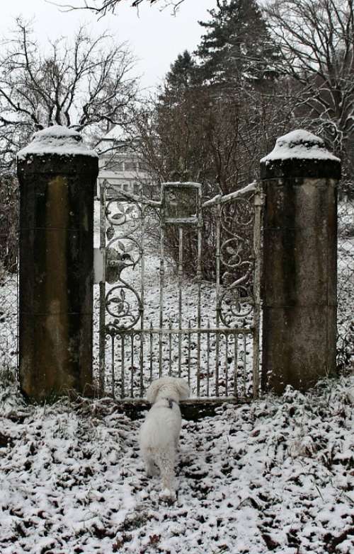 Winter Snow Dog Animal Input Door Metal Goal