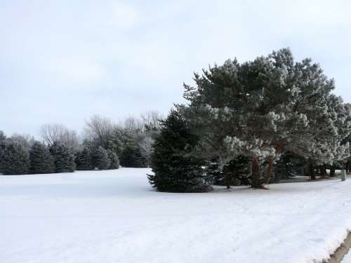 Winter Snow Trees Nature Landscape White