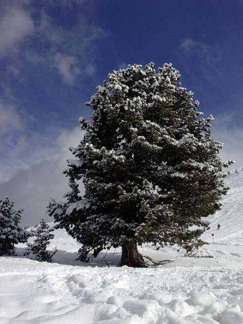 Winter Snow Tree Cold