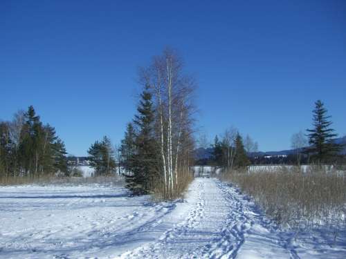 Winter Snow Footprints Away Birch Firs Reed