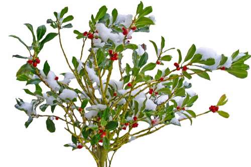 Winter Snow Plant Nature Bush Branches Red