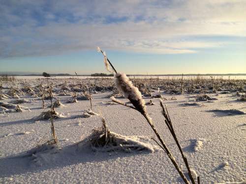 Winter Finnish Frost Snow Snowy Landscape Horizon