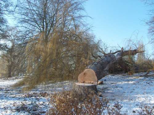 Winter Tree Cases Cold Tribe Tree Felling Saw