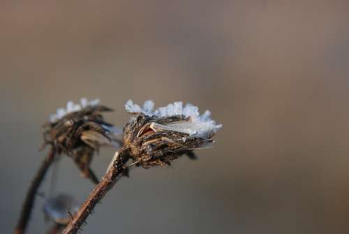 Winter Plant Snow Frost Dry Dead Cold Frozen