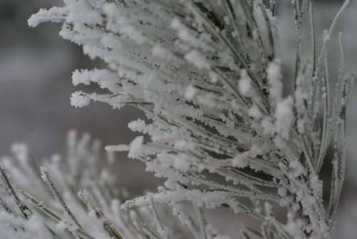 Winter Snow Frost Tree Needles Sprig