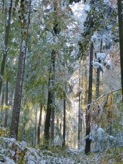 Winter Forest Wintry Trees Snow Snowy Nature