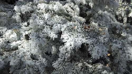Winter Tree Frost Snow White Snowy Outdoors