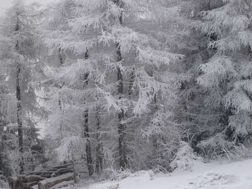 Winter Mountains Snow Tree Nature