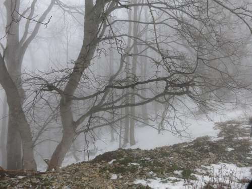 Winter Fog Forest Cold