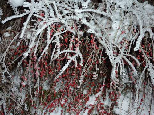 Winter Frost Berries Cold Frozen Icy Hoarfrost