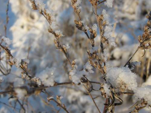 Winter Frost Snow Cold White Ice Nature Outdoors