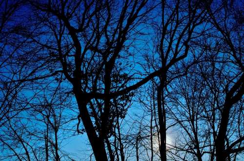 Winter Trees Silhouette Sunset Blue Black Cool
