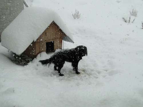 Winter Snow Patagonia Dog