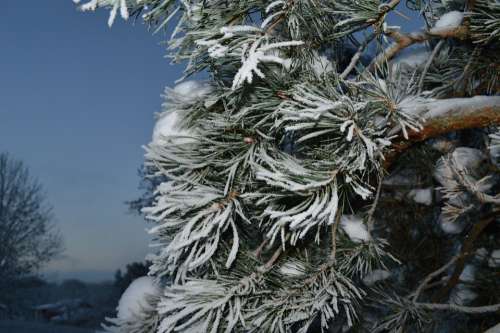 Winter Snow White Snowy Cold Blue Tree Christmas