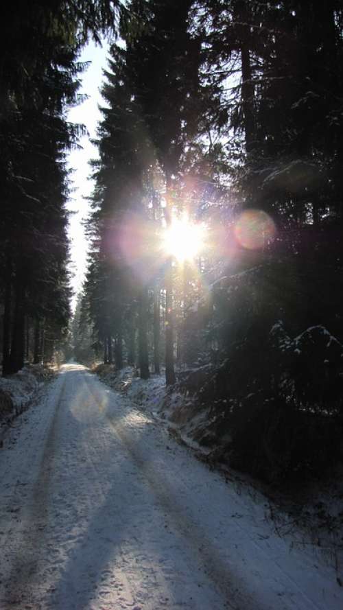 Winter Backlighting Forest Sunlight Sunshine
