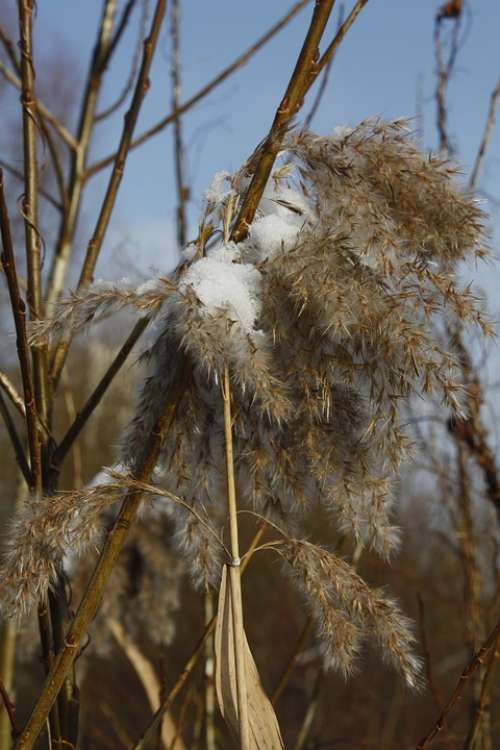Winter Snow Ice Frost Reeds Dry Plant Dead