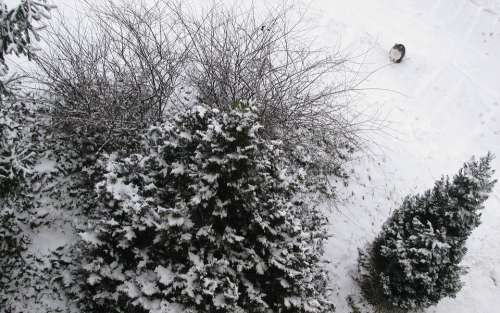 Winter Snow Trees Kitten