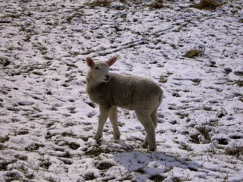 Winter Lamb Schäfchen Easter