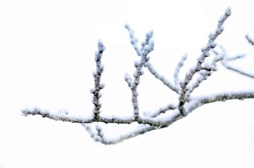 Winter Frost Snow Nature Macro Wallpaper