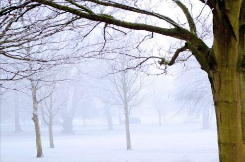 Winter Frost Snow Nature Macro Landscape