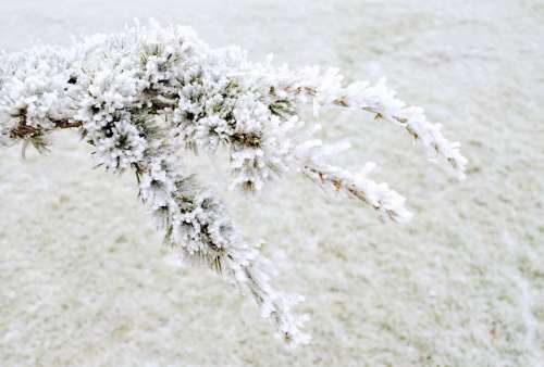 Winter Frost Snow Nature Macro Wallpaper