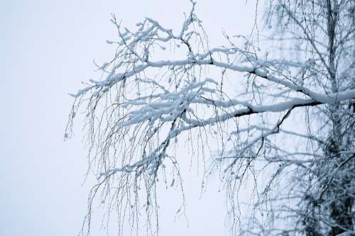 Winter Dreamy White Snow Branches Bent Mist