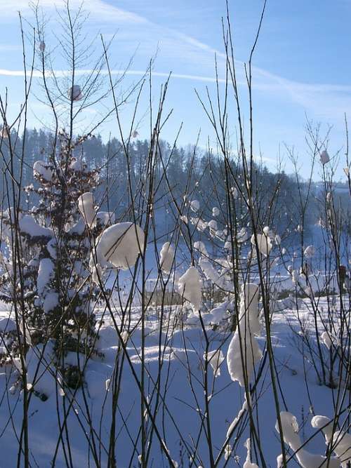 Winter Sun Snow Nature