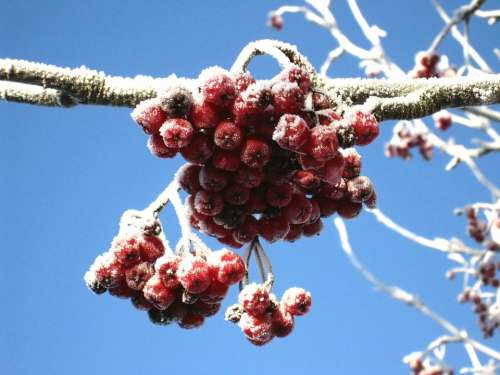 Winter Rowan Berries Red Blue Sky Blue Frozen