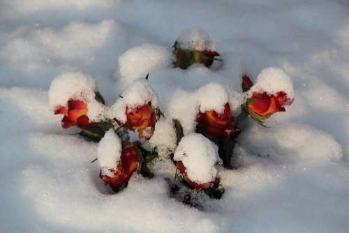 Winter Cemetery Snow Nature Covered Roses